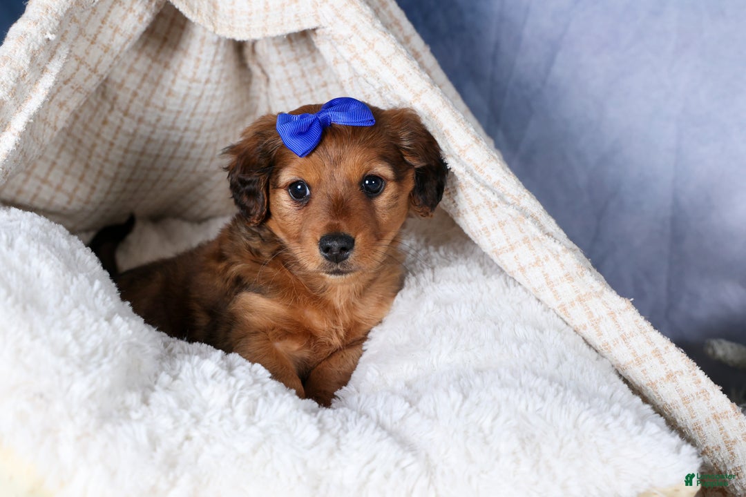 Miniature Dachshund dogs for sale: Jasper - Ad 41