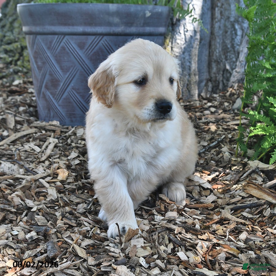 Golden Retriever dogs for sale: Callie - Ad 2