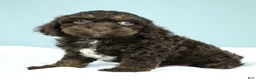 Cockapoo dogs for sale: Caleb 🫧 - Ad 9