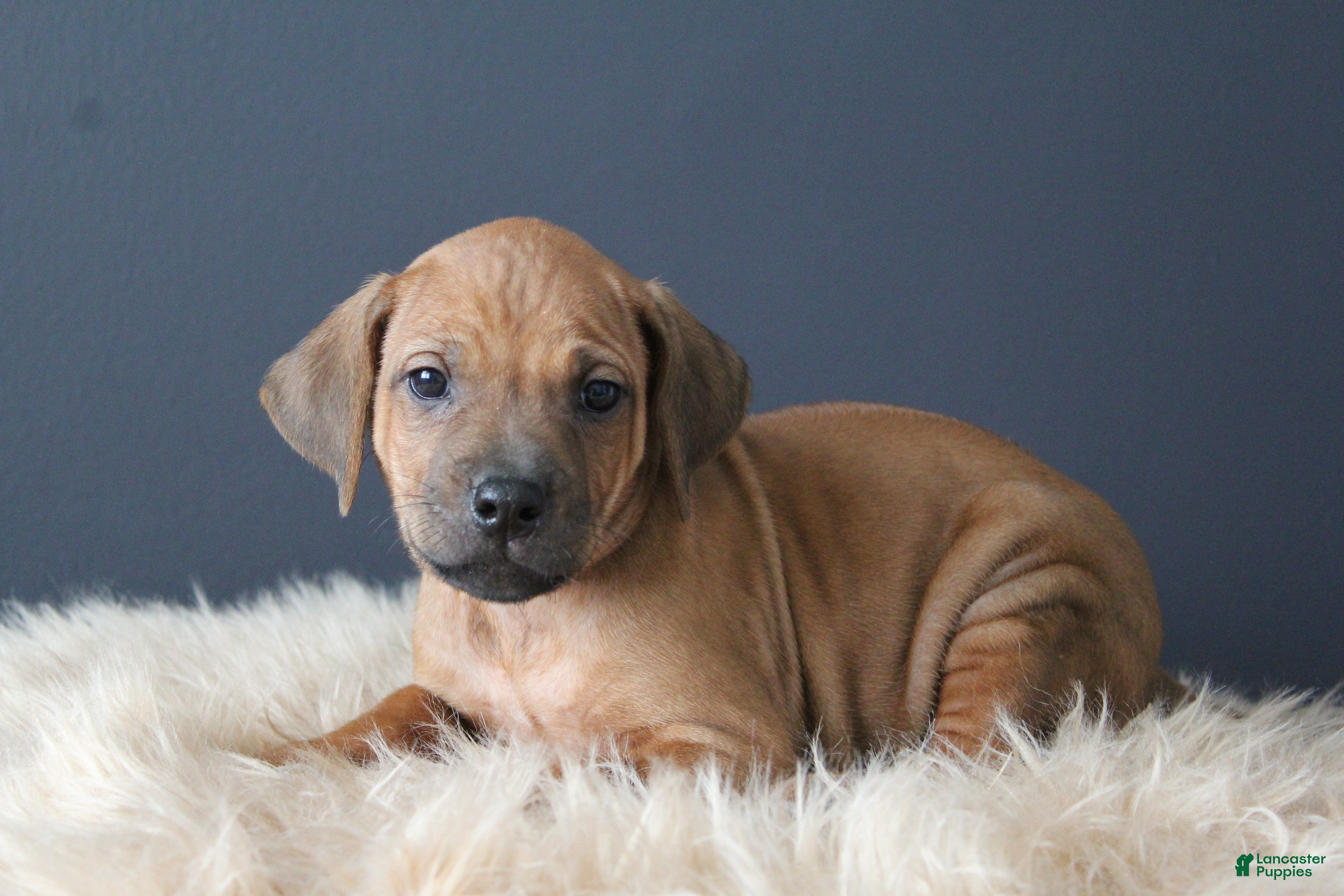 Rhodesian Ridgeback dogs Kade - Ad 2