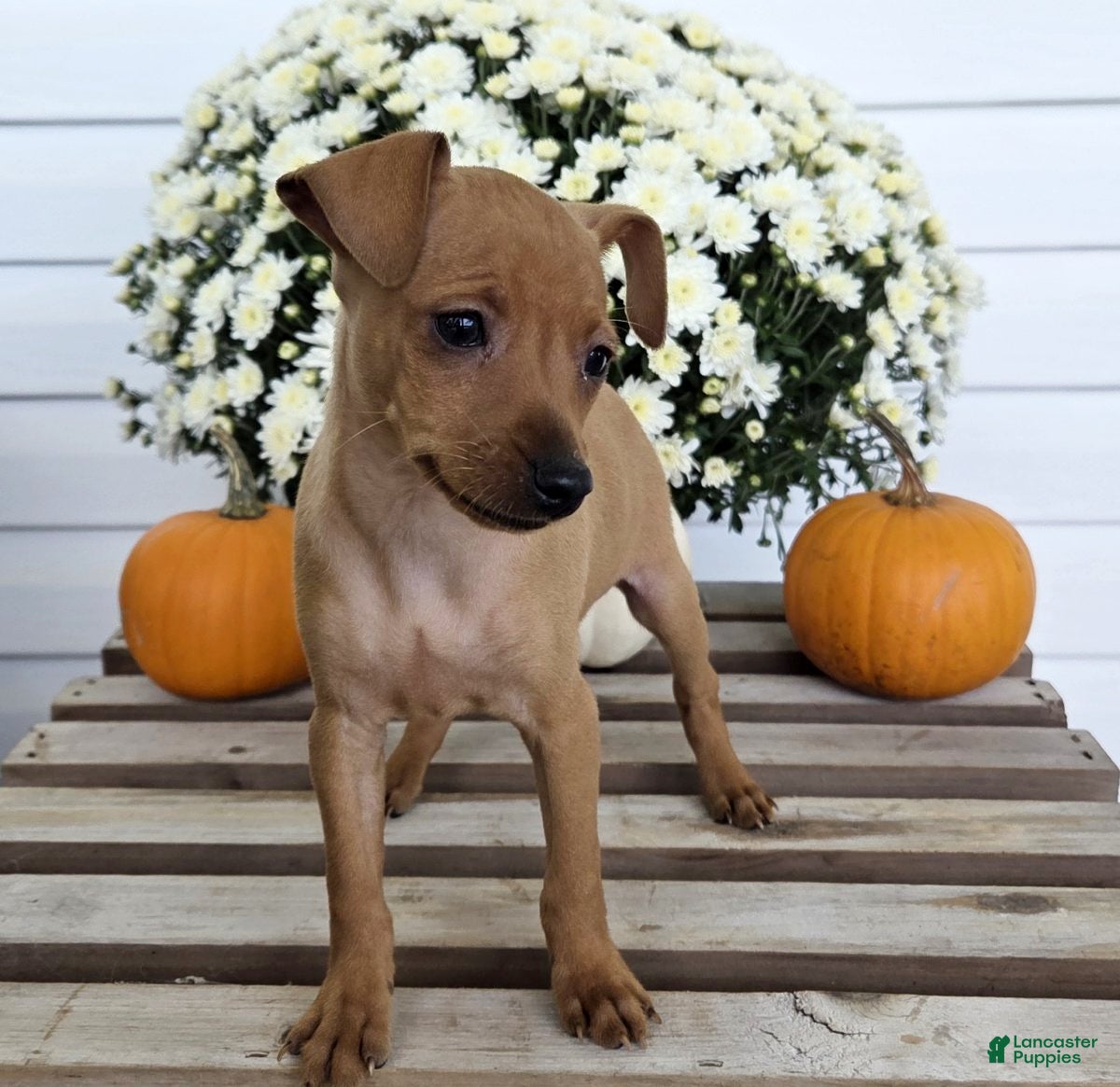 Miniature Pinscher dogs Lucy - Ad 1