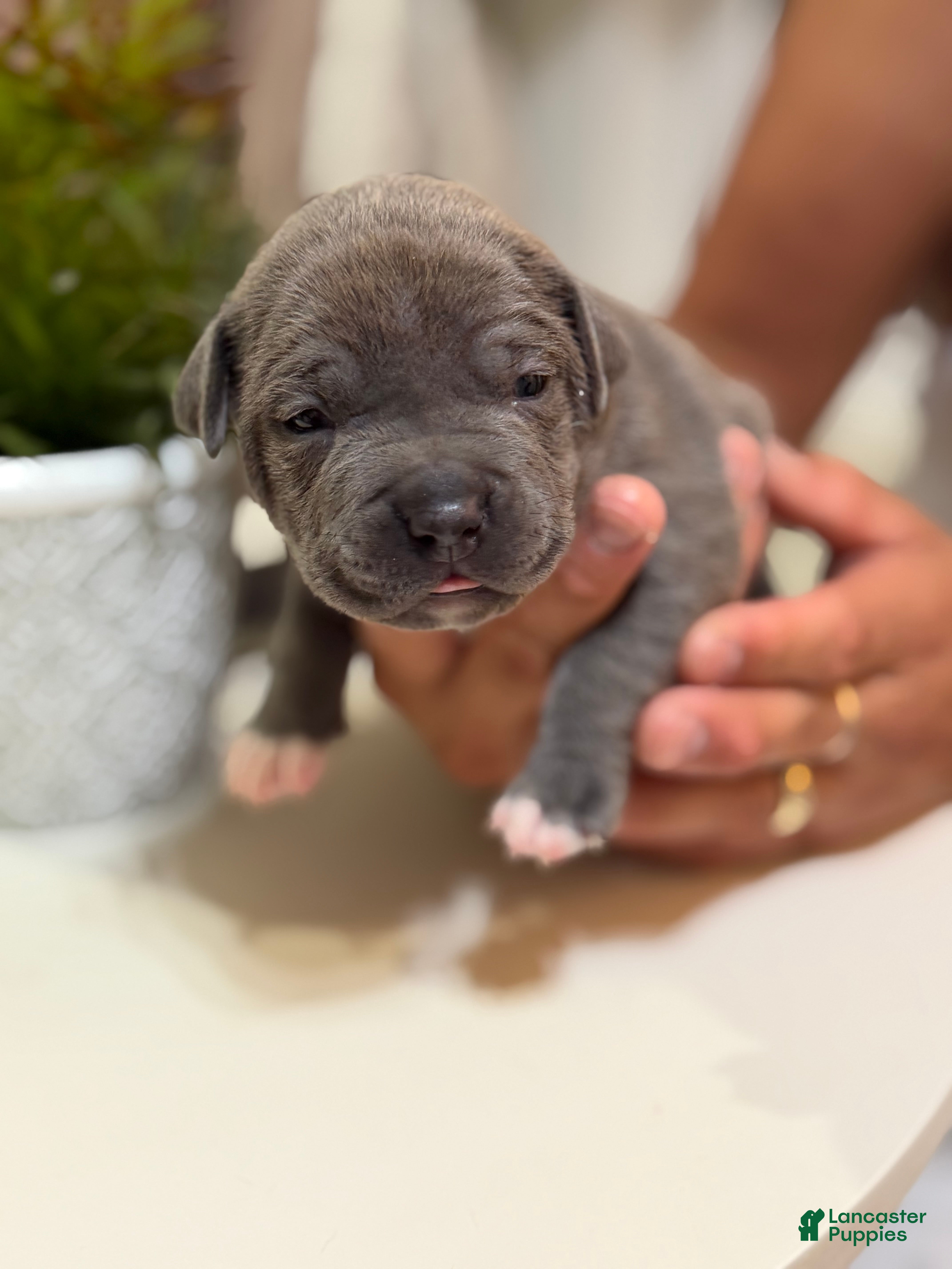 Mixed Breed dogs Blue collar - Ad 7