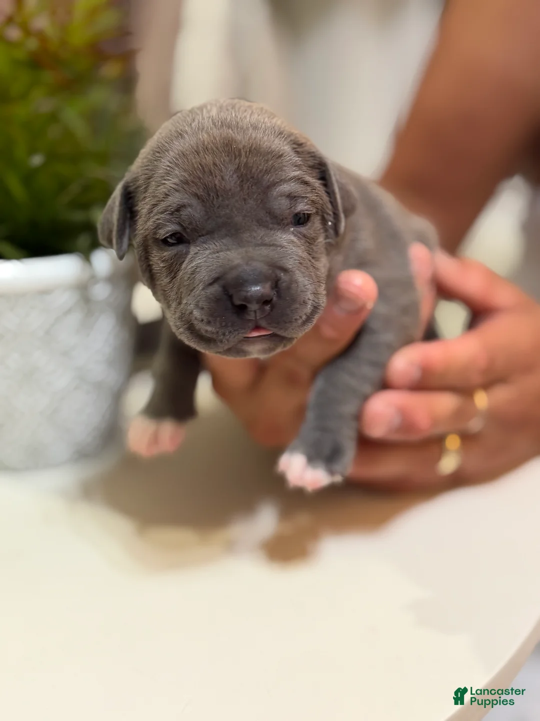 Mixed Breed dogs for sale: Blue collar - Ad 1