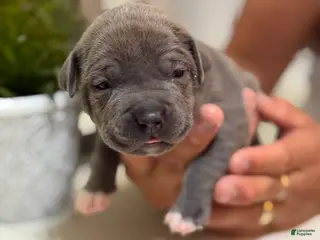 Mixed Breed dogs Blue collar - Ad 7