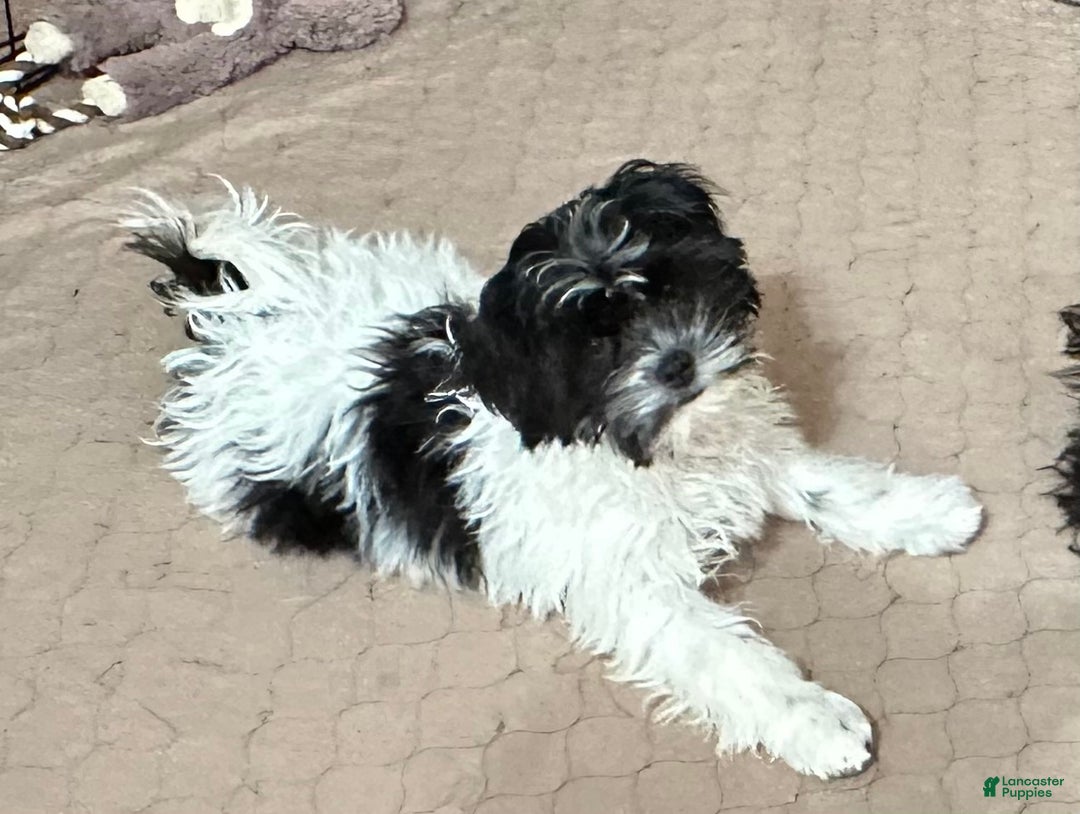 Shihpoo dogs for sale: Shihpoo Puppy 1 - Ad 1