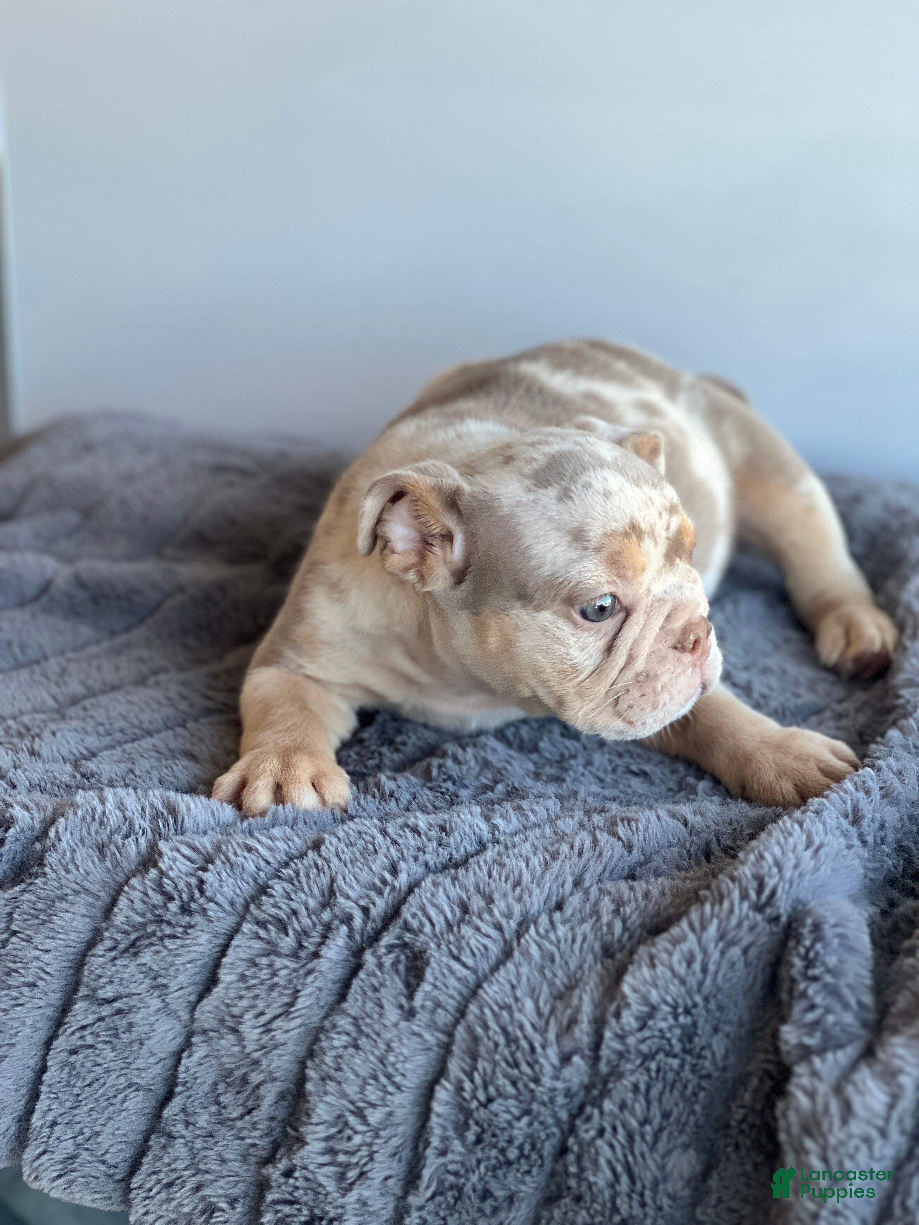 English Bulldog dogs English Bulldog 1 - Ad 12