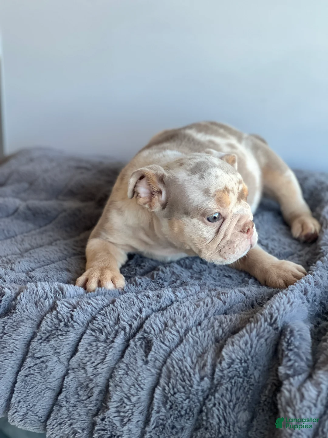 English Bulldog dogs for sale: English Bulldog 1 - Ad 1
