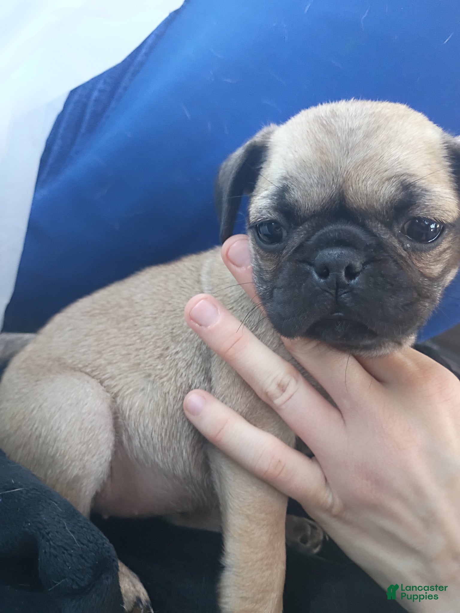 Pug dogs Female 1 - Ad 2