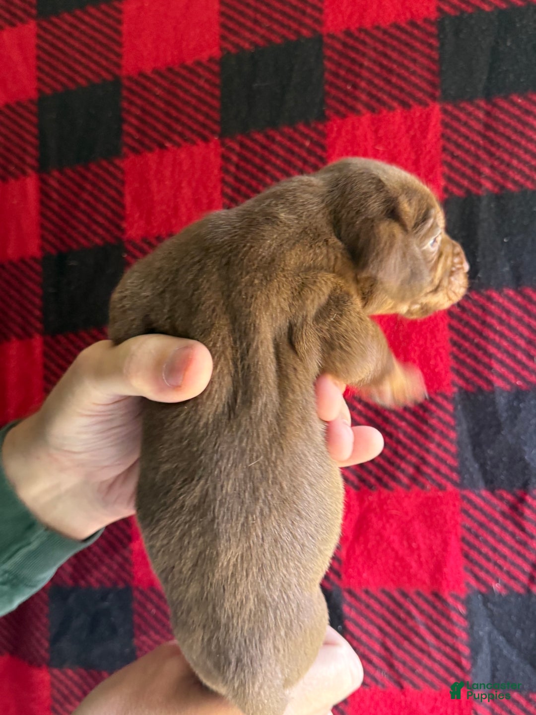 Catahoula Leopard Dog dogs for sale: Catahoula Leopard Dog Puppy 2 - Ad 3