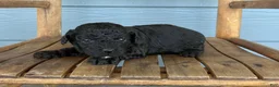 Cavapoo dogs for sale: Ink - Ad 3