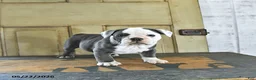 English Bulldog dogs for sale: Stella - Ad 3