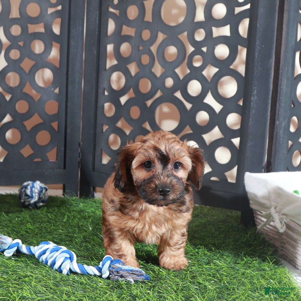 Yorkiepoo dogs Twix-Stunning Chocolate Male Yorkiepoo Puppy - Ad 2