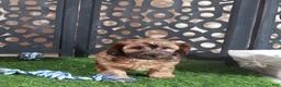Yorkiepoo dogs for sale: Twix-Stunning Chocolate Male Yorkiepoo Puppy - Ad 2