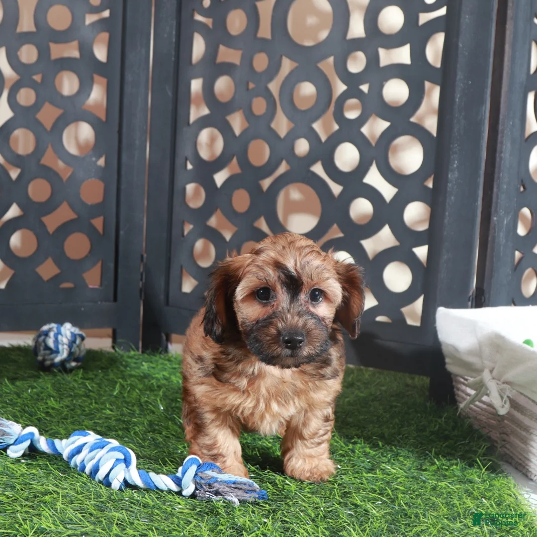 Yorkiepoo dogs for sale: Twix-Stunning Chocolate Male Yorkiepoo Puppy - Ad 2