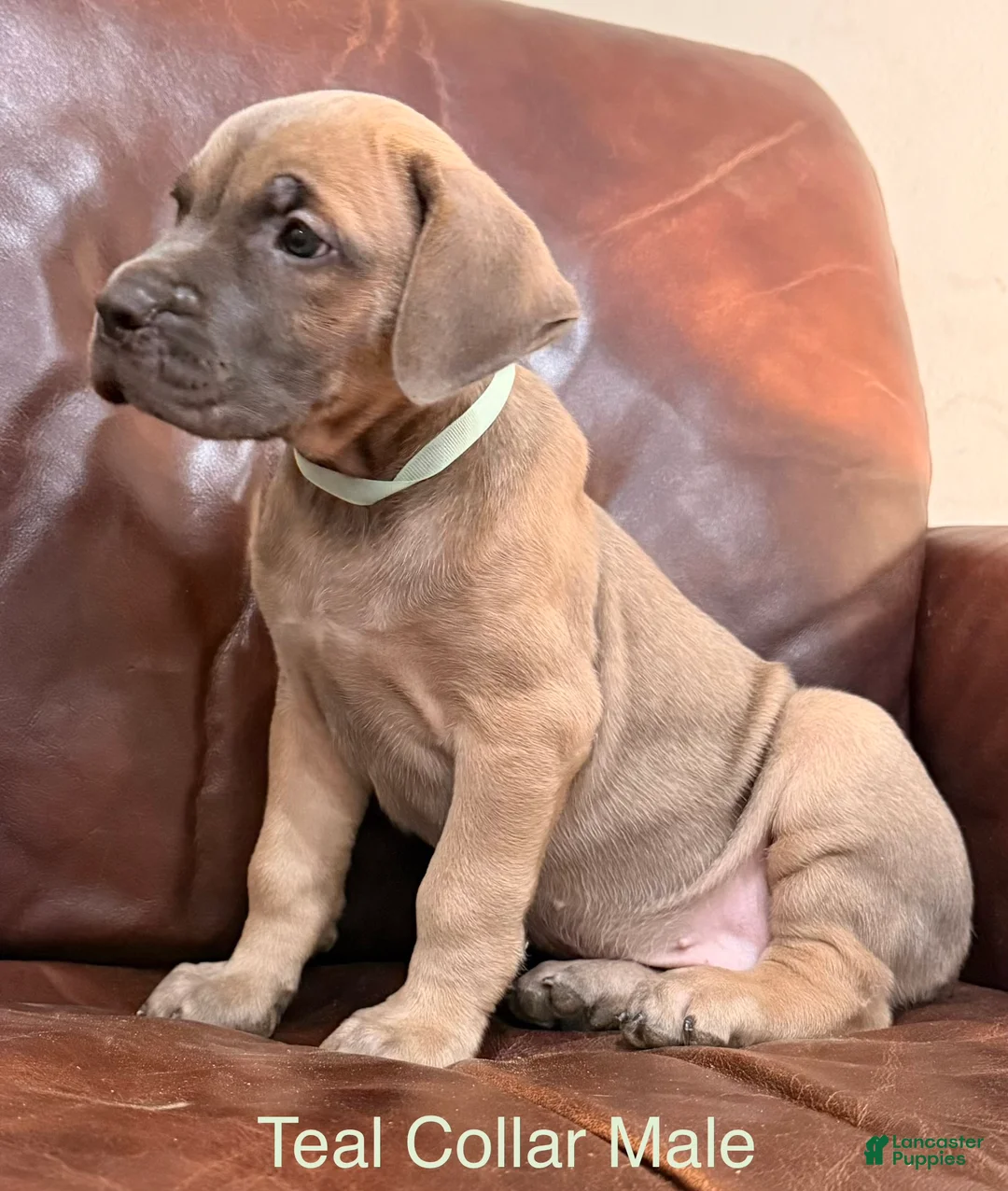 Cane Corso dogs for sale: Cane Corso Puppy  M Teal Collar  - Ad 3