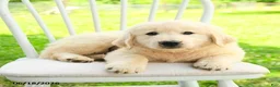 Mixed Breed dogs for sale: Auden - Ad 2