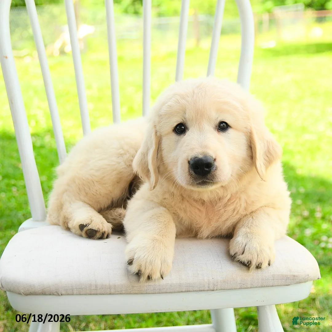 Mixed Breed dogs for sale: Auden - Ad 2