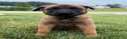 Mixed Breed dogs for sale: Josiah (JB) - Ad 1