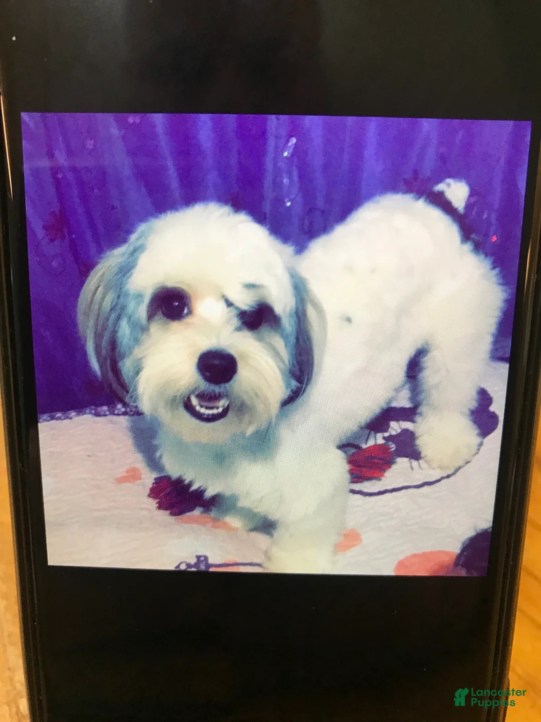 Yorkshire Terrier dogs for sale: Yorkshire Terrier Puppy 1 - Ad 3