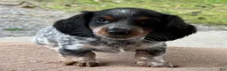 Miniature Dachshund dogs for sale: Indie - Ad 3