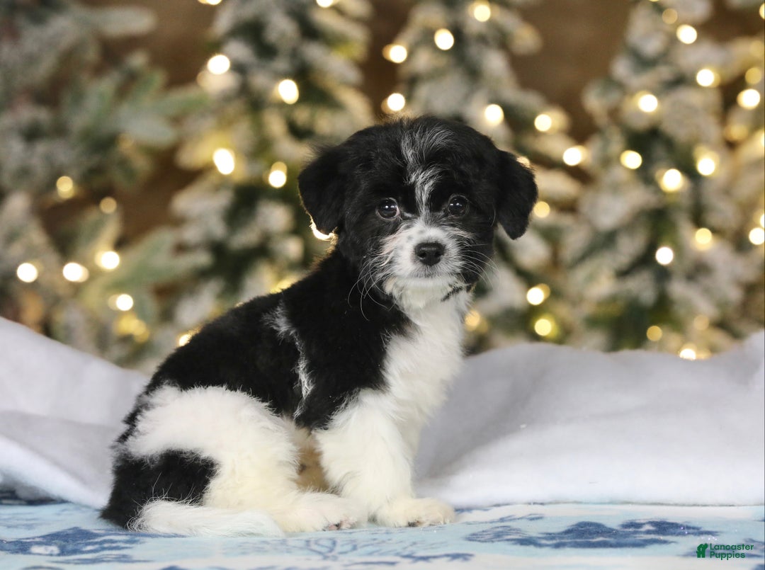 Teddy Bear dogs for sale: Noelle - Ad 44