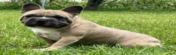 French Bulldog dogs for sale: Samson - Ad 3