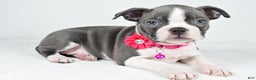 Boston Terrier dogs for sale: Wisteria - Ad 2