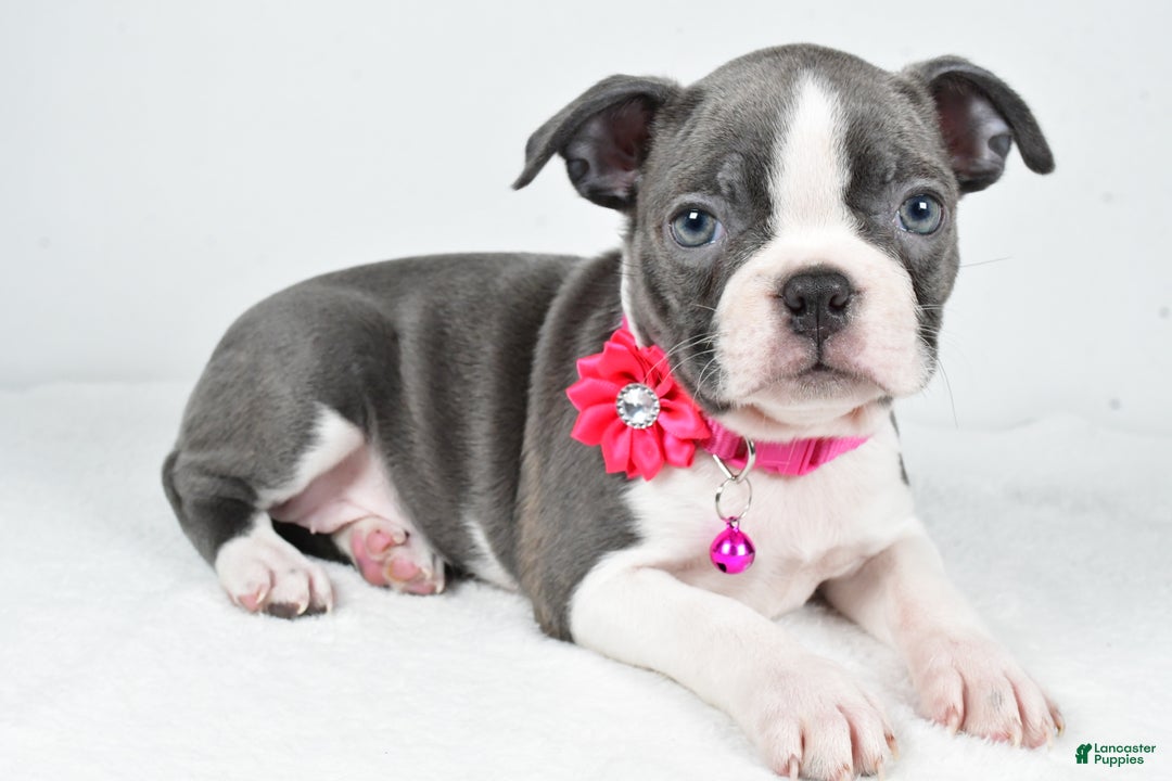 Boston Terrier dogs for sale: Wisteria - Ad 2