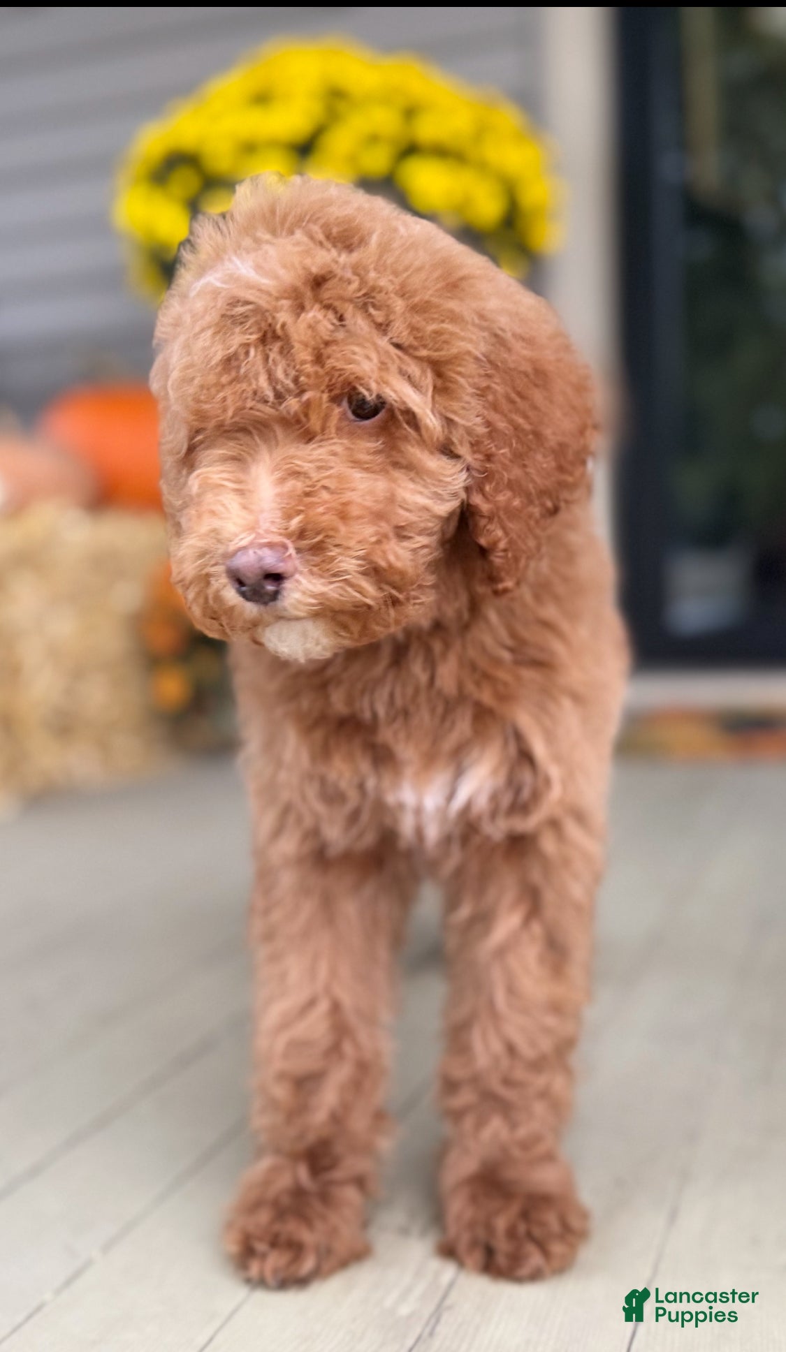 Labradoodle Puppies for sale in Illinois Lancaster Puppies