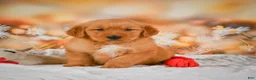 Golden Retriever dogs for sale: Cash - Ad 11