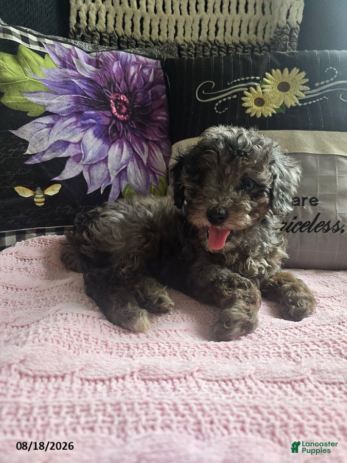 Miniature Poodle dogs Tulip - Ad 2