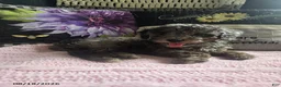 Miniature Poodle dogs for sale: Tulip - Ad 2