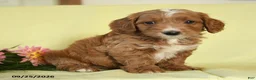 Mini Goldendoodle dogs for sale: Winston - Ad 2