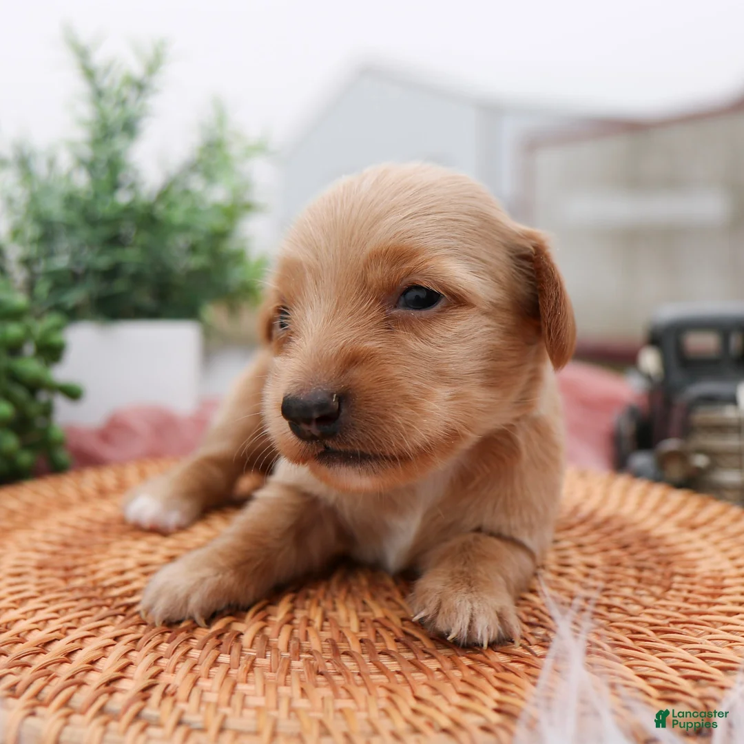 Miniature Dachshund dogs for sale: Paisley Miniature Dachshund Puppy  - Ad 2