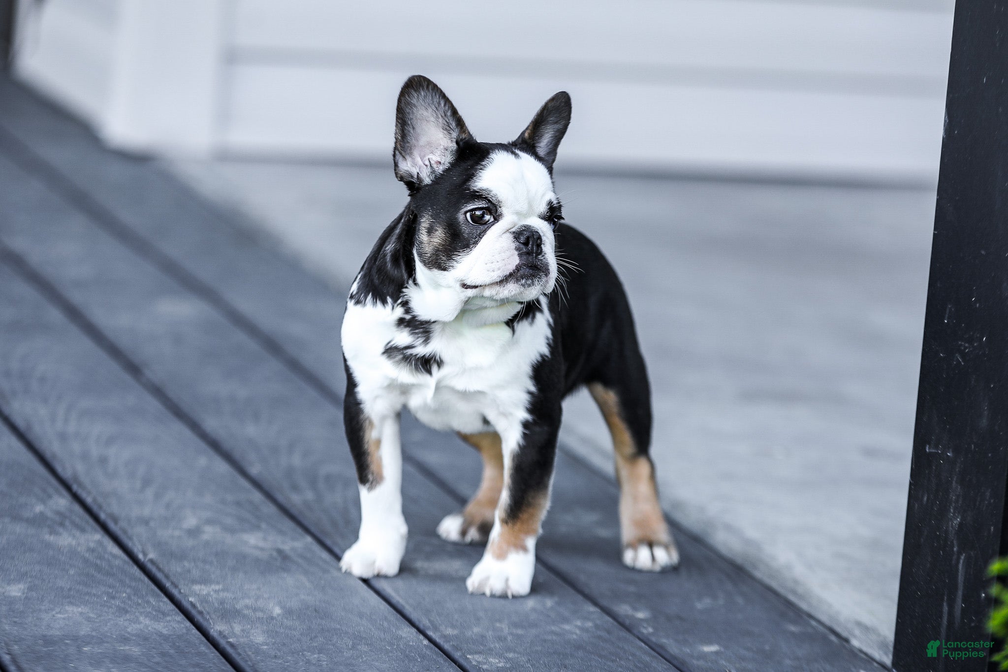 French Bulldog dogs for sale: Sheba - Ad 8