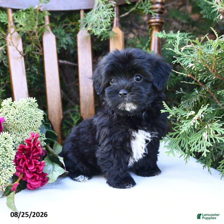 Havapoo dogs Zuri - Ad 1