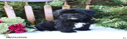 Havapoo dogs for sale: Zuri - Ad 1