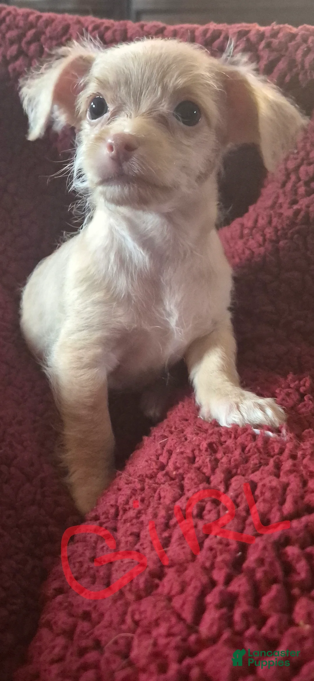 Chipoo dogs for sale:  Puppy 1 - Ad 3