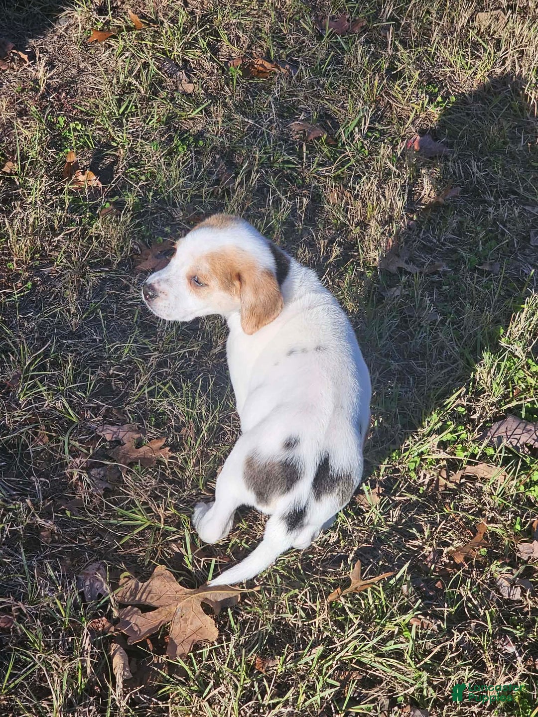 Mixed Breed dogs for sale: Mixed Breed Puppy 1 - Ad 5