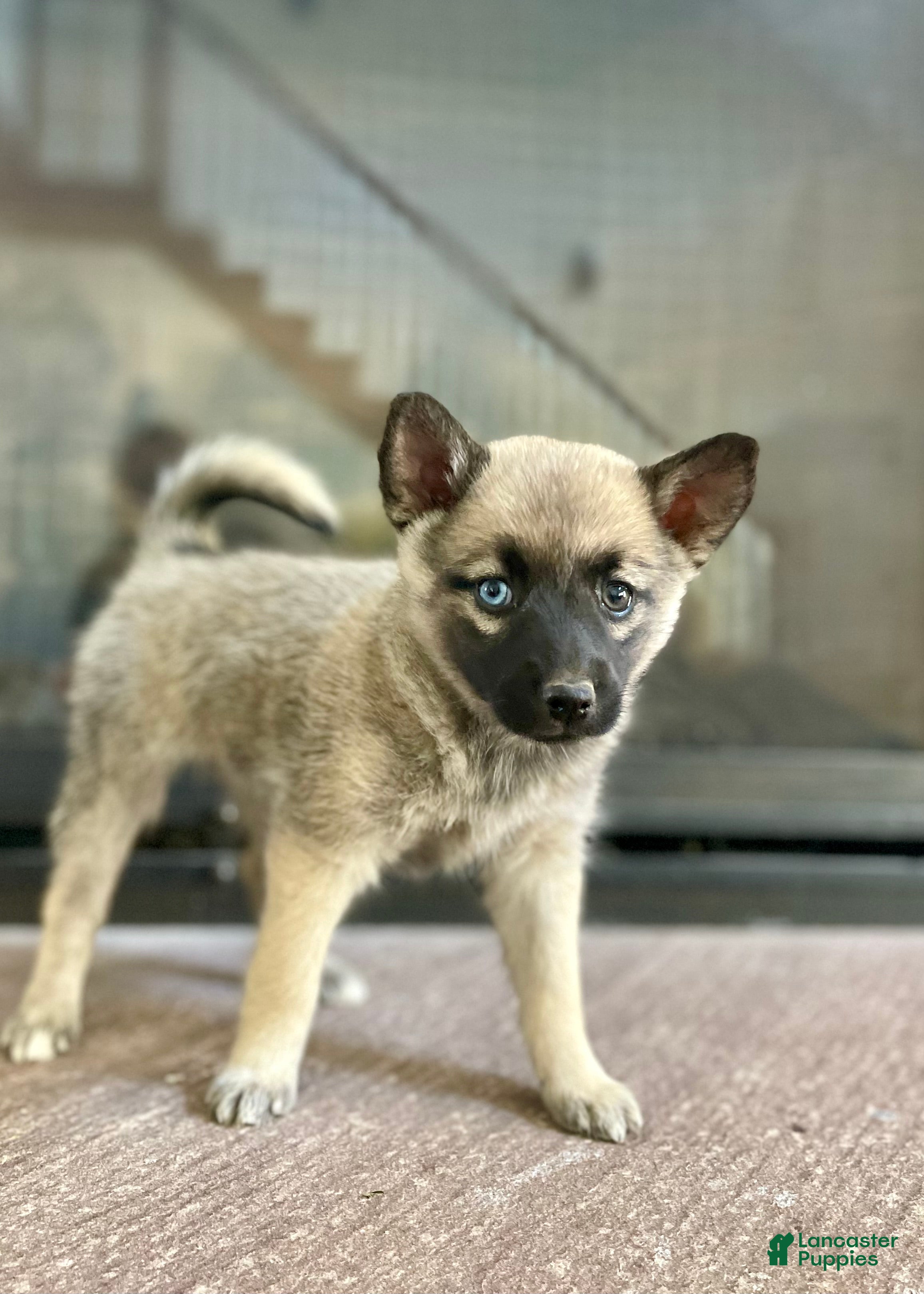 Pomsky dogs Coco - Ad 1