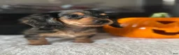 Miniature Dachshund dogs for sale: Hazel - Ad 2