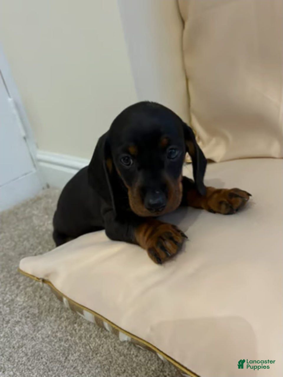 Miniature Dachshund dogs Miniature Dachshund 2 - Ad 37