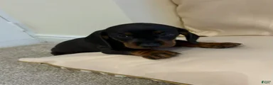 Miniature Dachshund 2