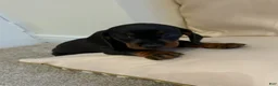 Miniature Dachshund dogs for sale: Miniature Dachshund 2 - Ad 1
