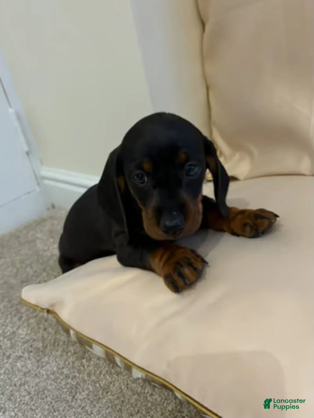 Miniature Dachshund dogs for sale: Miniature Dachshund 2 - Ad 1