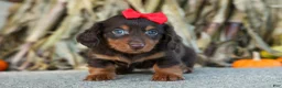 Miniature Dachshund dogs for sale:  Zane 🦴 - Ad 3