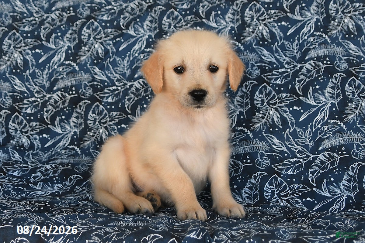Golden Retriever dogs Tony - Ad 1