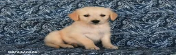 Golden Retriever dogs for sale: Tony - Ad 1