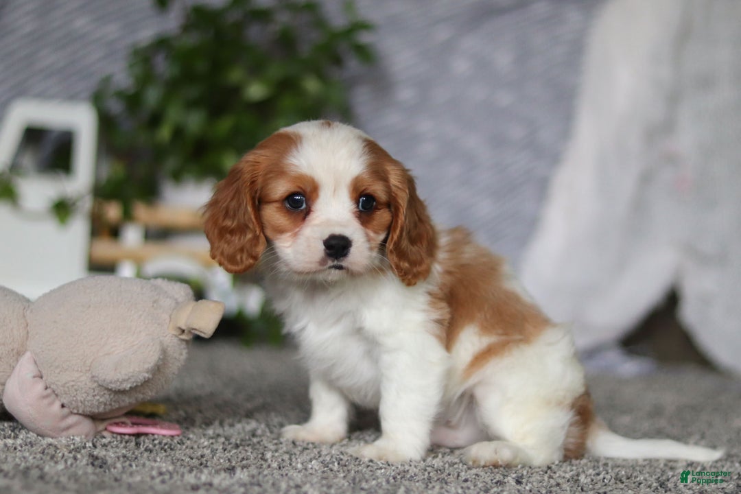 Cavalier King Charles Spaniel dogs for sale: Bandit - Ad 3