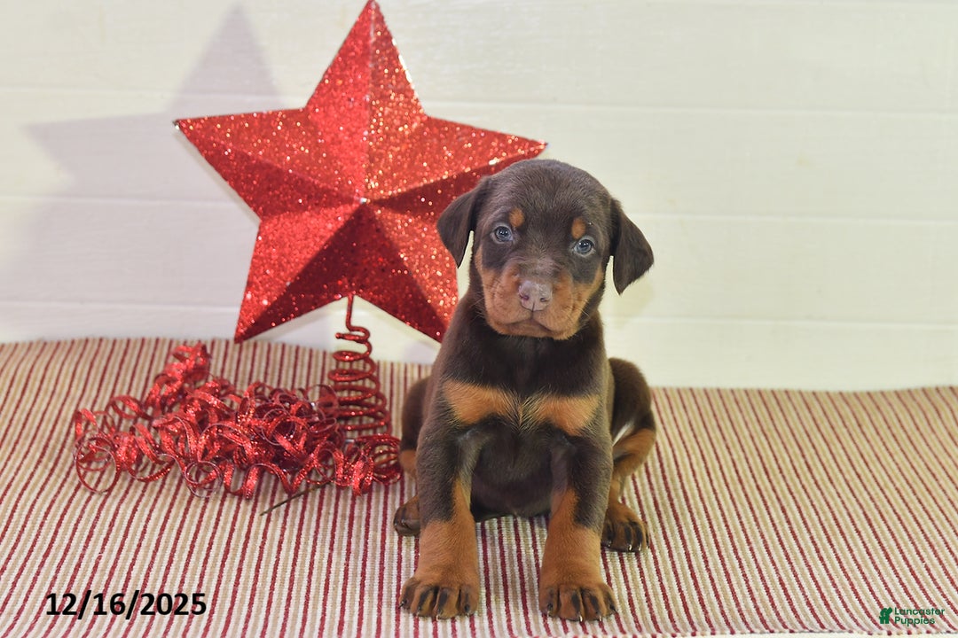 Doberman Pinscher dogs for sale: Daisy - Ad 2